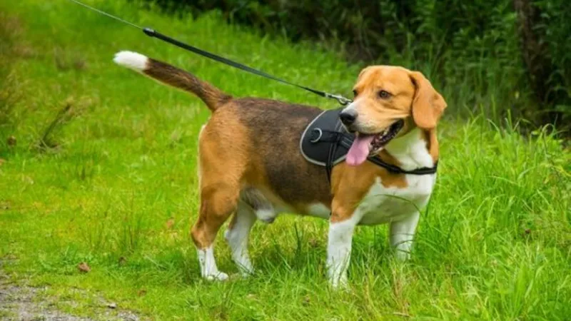 Cuidados com os cães no verão