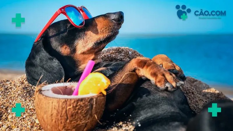 Floripa Petfriendly: Curta Florianópolis junto com o seu Cão