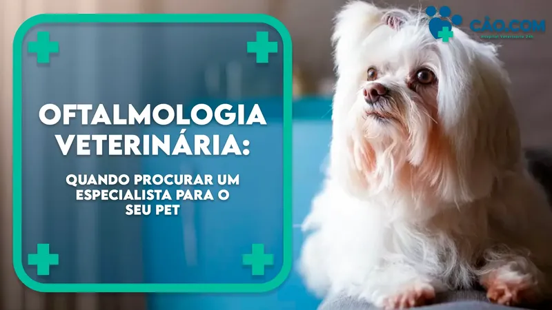 Oftalmologia Veterinária: Quando procurar um especialista para o seu pet