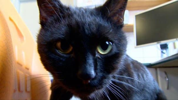 Gato enfermeiro cuida dos outros animais doentes