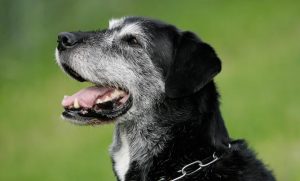 Cao com veterinarios florianopolis horas caes idosos