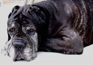 Cao com veterinarios florianopolis horas caes idosos